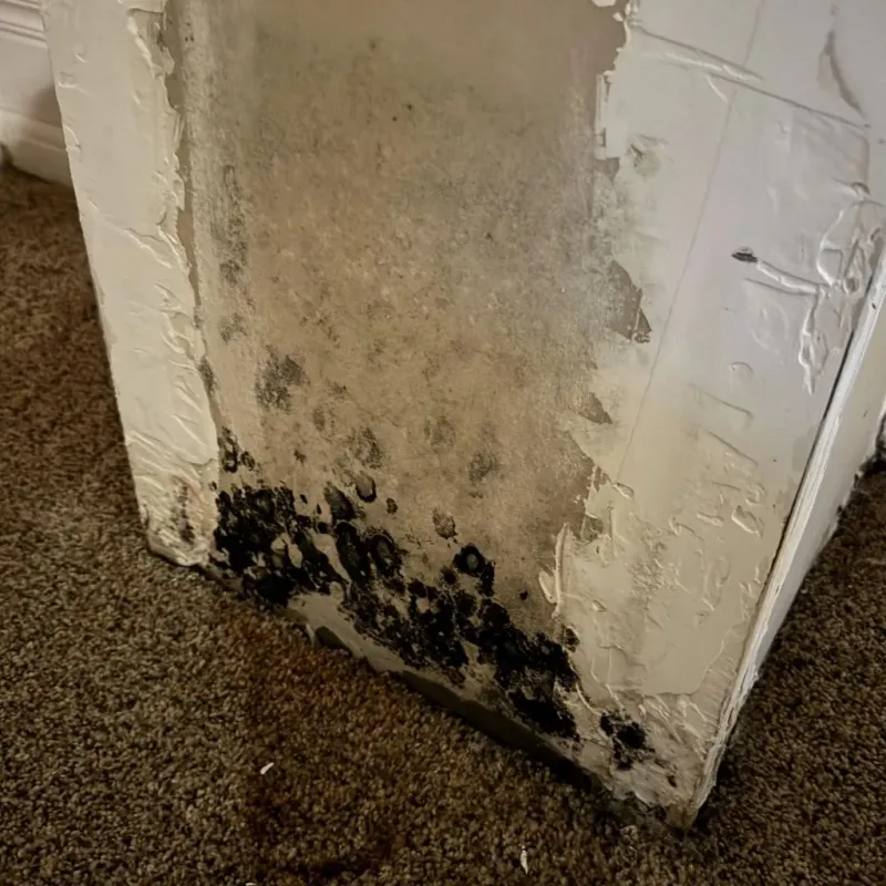 Professional Mold Removal in Silver Springs, NV